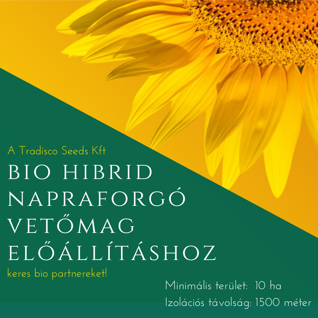 BIO hibrid napraforgó előállításra keresünk termelőt